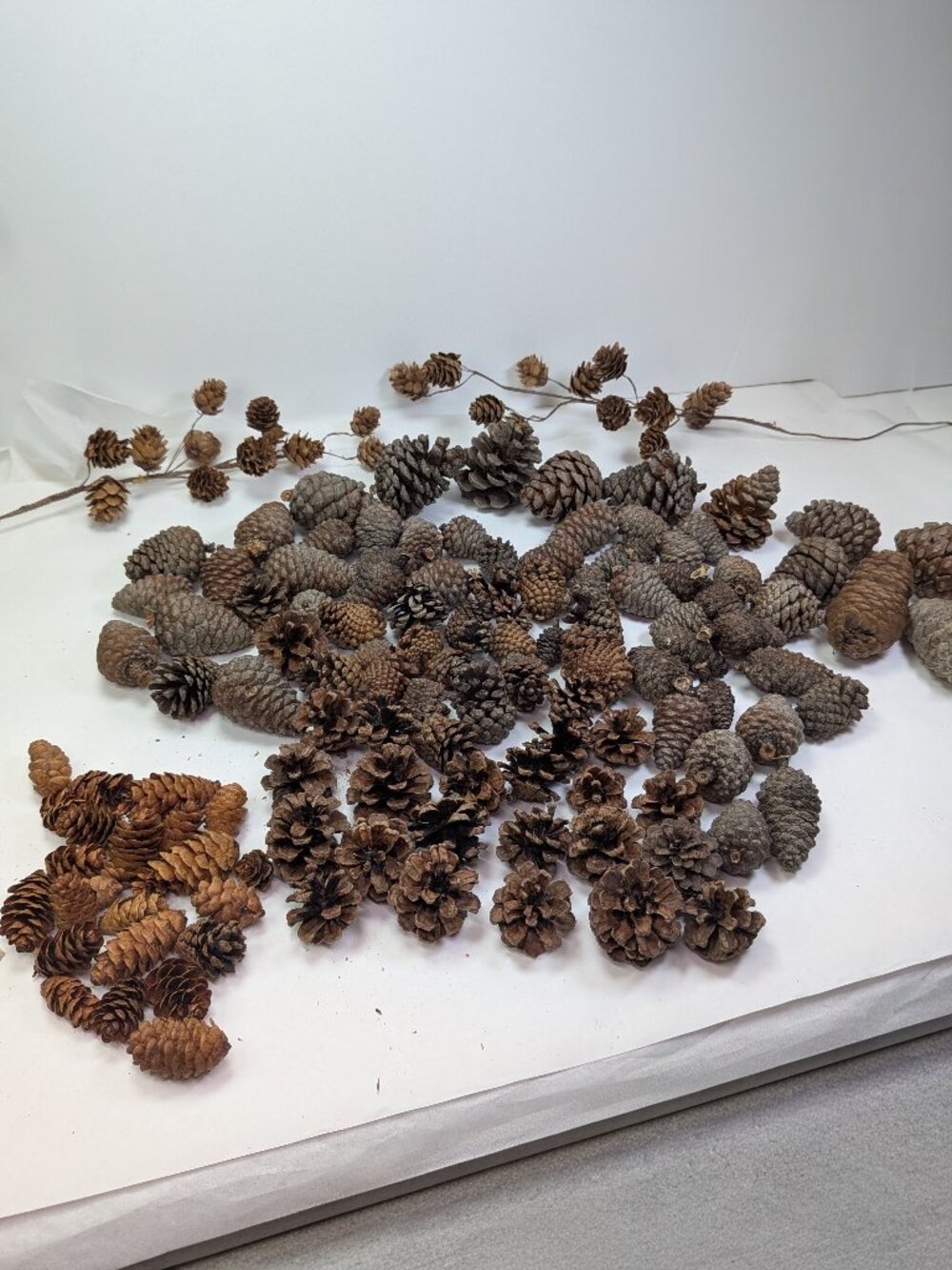 Huge 130+ Pc Botanical Craft Supply Lot Sweetgum Lotus Pods Acorns Pinecones